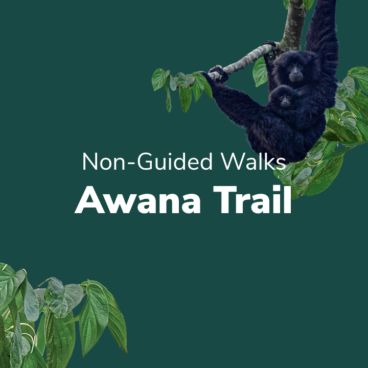Awana Trail 