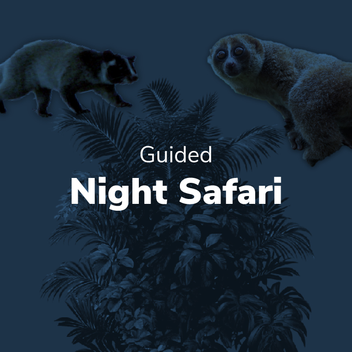 Night Safari