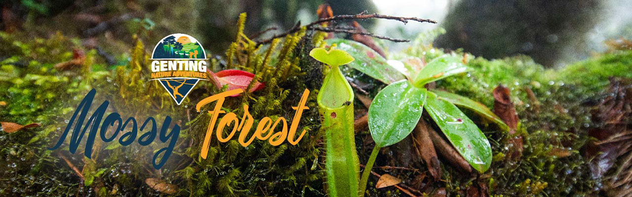 MOSSY FOREST-BANNER_794x900 (desktop)
